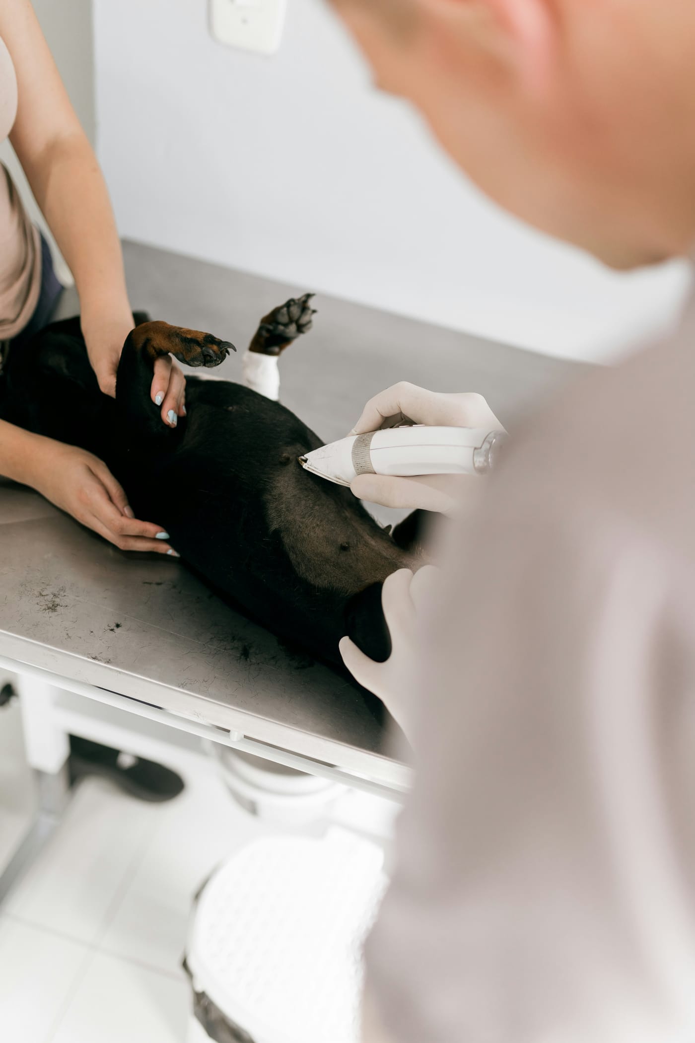 Veterinária e tutora acompanhando cachorro deitado durante procedimento em clínica veterinária